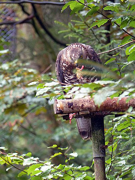 Foto:: Tierfreigehege / Altschoenau / 28.09.2020 (Foto,Fotos,Bilder,Bild,)