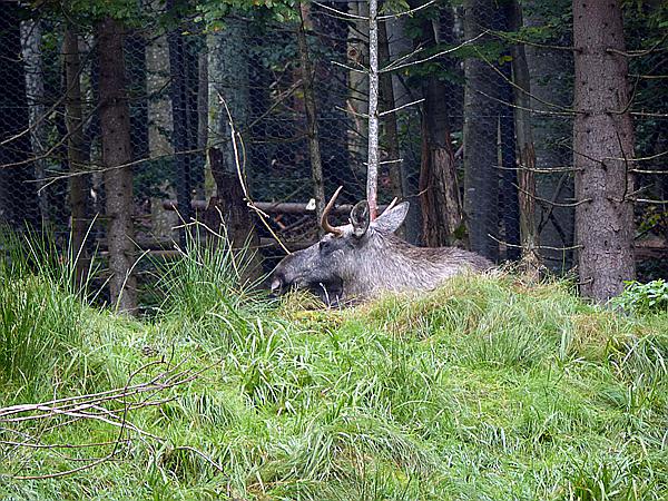 Foto:: Tierfreigehege / Altschoenau / 28.09.2020 (Foto,Fotos,Bilder,Bild,)