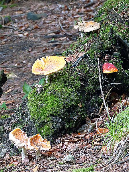 Foto:: Tierfreigehege / Altschoenau / 28.09.2020 (Foto,Fotos,Bilder,Bild,)