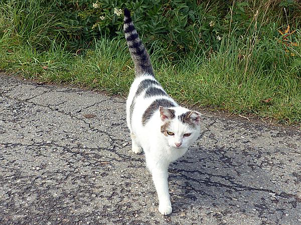 Foto:: Rundgang / Arrach-Haibuehl / 29.09.2020 (Foto,Fotos,Bilder,Bild,)