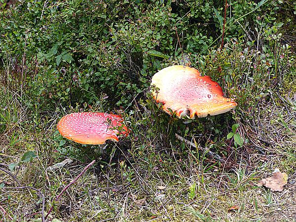 Foto:: Kleiner Arbersee / Lohberg / 29.09.2020 (Foto,Fotos,Bilder,Bild,)