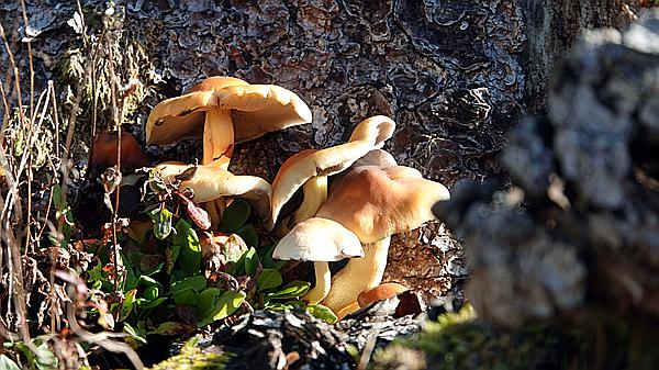 Foto:: Wanderung Stille Winkel / Eppenbrunn / 14.11.2020 (Foto,Fotos,Bilder,Bild,)