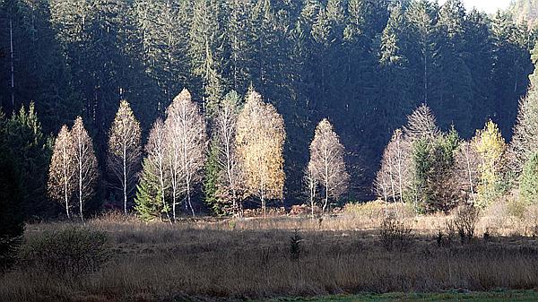 Foto:: Wanderung Stille Winkel / Eppenbrunn / 14.11.2020 (Foto,Fotos,Bilder,Bild,)