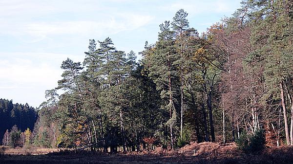 Foto:: Wanderung Stille Winkel / Eppenbrunn / 14.11.2020 (Foto,Fotos,Bilder,Bild,)