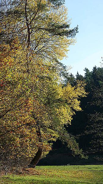 Foto:: Wanderung Stille Winkel / Eppenbrunn / 14.11.2020 (Foto,Fotos,Bilder,Bild,)