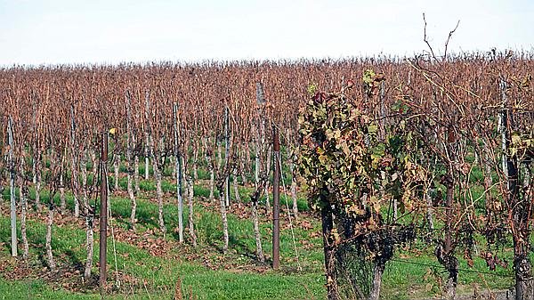 Foto:: Weinberge / Heuchelheim / 14.11.2020 (Foto,Fotos,Bilder,Bild,)