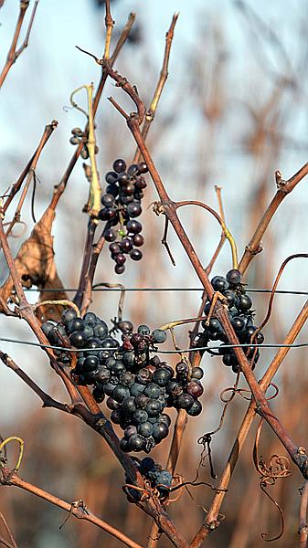 Foto:: Weinberge / Heuchelheim / 14.11.2020 (Foto,Fotos,Bilder,Bild,)