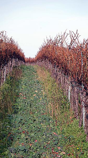 Foto:: Weinberge / Heuchelheim / 14.11.2020 (Foto,Fotos,Bilder,Bild,)