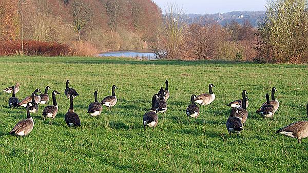 Foto:: Kanadagaense / Hattingen / 25.11.2020 (Foto,Fotos,Bilder,Bild,)