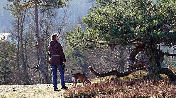 Foto:: Kahler Asten / Winterberg / 28.11.2020 (Foto,Fotos,Bilder,Bild,)