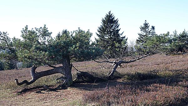 Foto:: Kahler Asten / Winterberg / 28.11.2020 (Foto,Fotos,Bilder,Bild,)