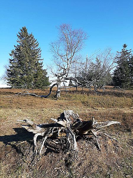 Foto:: Kahler Asten / Winterberg / 28.11.2020 (Foto,Fotos,Bilder,Bild,)