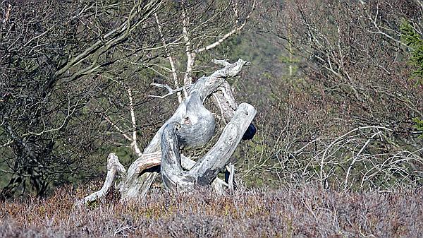 Foto:: Kahler Asten / Winterberg / 28.11.2020 (Foto,Fotos,Bilder,Bild,)