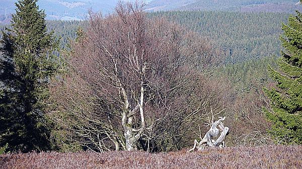 Foto:: Kahler Asten / Winterberg / 28.11.2020 (Foto,Fotos,Bilder,Bild,)