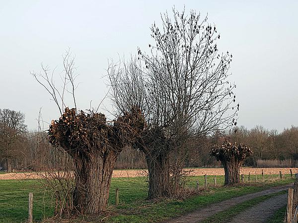 Foto:: Wanderung / Krefeld / 22.02.2021 (Foto,Fotos,Bilder,Bild,)