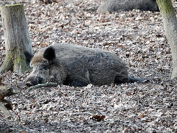 Foto:: Wanderung / Krefeld / 22.02.2021 (Foto,Fotos,Bilder,Bild,)