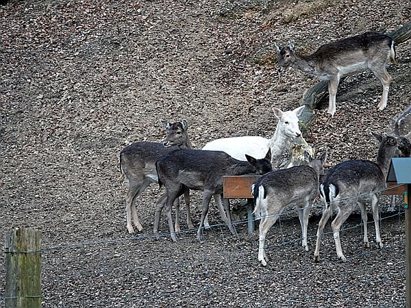 Foto:: Wanderung / Krefeld / 22.02.2021 (Foto,Fotos,Bilder,Bild,)