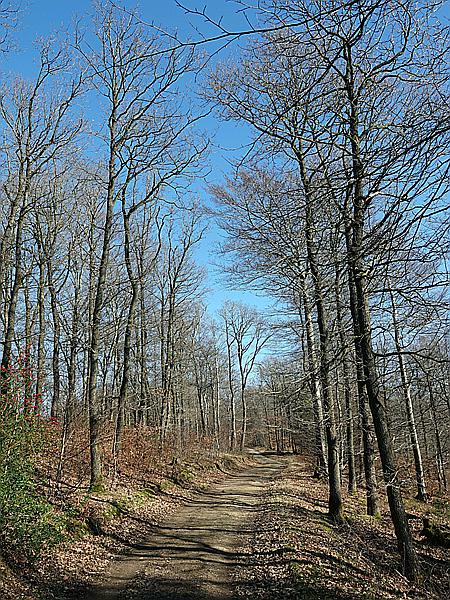 Foto:: Wanderung / Wiblingwerde / 28.02.2021 (Foto,Fotos,Bilder,Bild,)