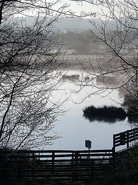 Foto:: Roellingwiese / Westhofen / 23.04.2021 (Foto,Fotos,Bilder,Bild,)