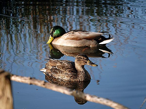 Foto:: Roellingwiese / Westhofen / 23.04.2021 (Foto,Fotos,Bilder,Bild,)