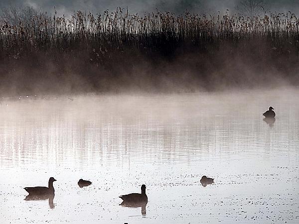 Foto:: Roellingwiese / Westhofen / 23.04.2021 (Foto,Fotos,Bilder,Bild,)