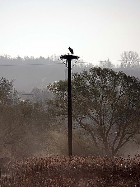 Foto:: Roellingwiese / Westhofen / 23.04.2021 (Foto,Fotos,Bilder,Bild,)