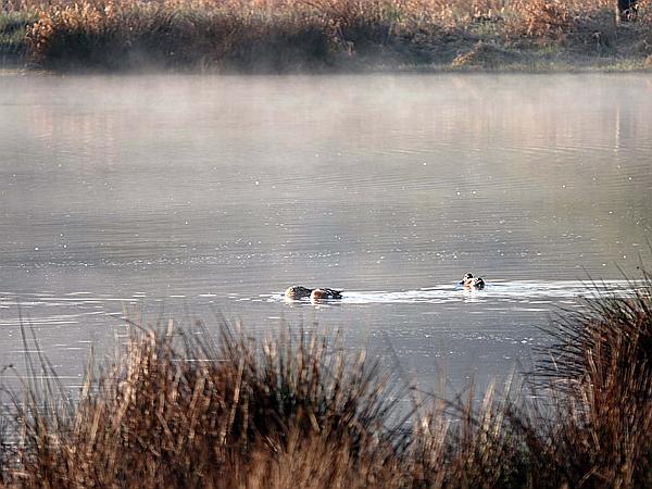 Foto:: Roellingwiese / Westhofen / 23.04.2021 (Foto,Fotos,Bilder,Bild,)