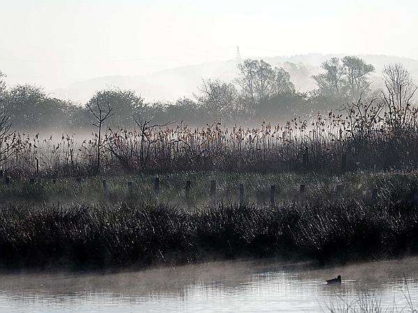 Foto:: Roellingwiese / Westhofen / 23.04.2021 (Foto,Fotos,Bilder,Bild,)