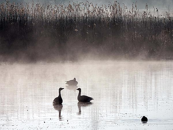 Foto:: Roellingwiese / Westhofen / 23.04.2021 (Foto,Fotos,Bilder,Bild,)