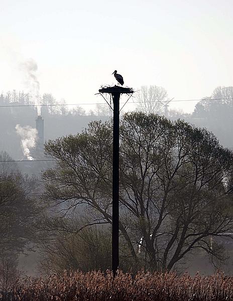 Foto:: Roellingwiese / Westhofen / 23.04.2021 (Foto,Fotos,Bilder,Bild,)