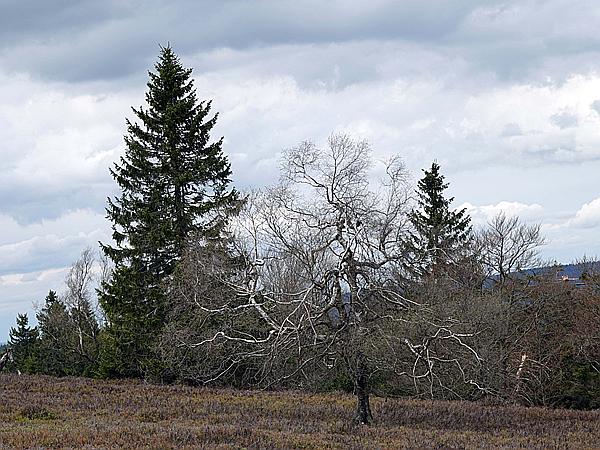 Foto:: Kahler Asten / Winterberg / 10.05.2021 (Foto,Fotos,Bilder,Bild,)