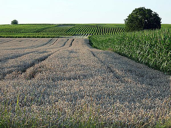 Foto:: Rundgang / Heuchelheim / 18.07.2021 (Foto,Fotos,Bilder,Bild,)