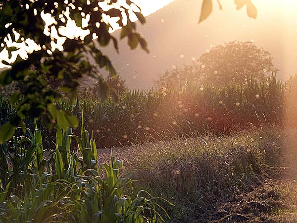 Foto:: Rundgang / Heuchelheim / 18.07.2021 (Foto,Fotos,Bilder,Bild,)