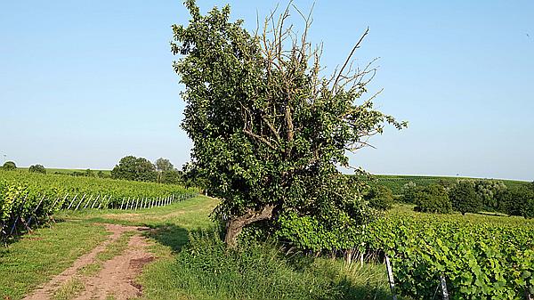 Foto:: Wanderung / Goecklingen - Heuchelheim / 19.07.2021 (Foto,Fotos,Bilder,Bild,)