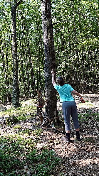 Foto:: Dornroeschenwanderweg / Doerrenbach / 20.07.2021 (Foto,Fotos,Bilder,Bild,)