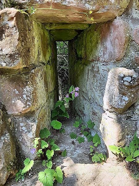 Foto:: Dornroeschenwanderweg / Doerrenbach / 20.07.2021 (Foto,Fotos,Bilder,Bild,)