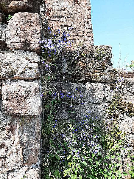 Foto:: Altdahner Burgengruppe / Dahn / 21.07.2021 (Foto,Fotos,Bilder,Bild,)
