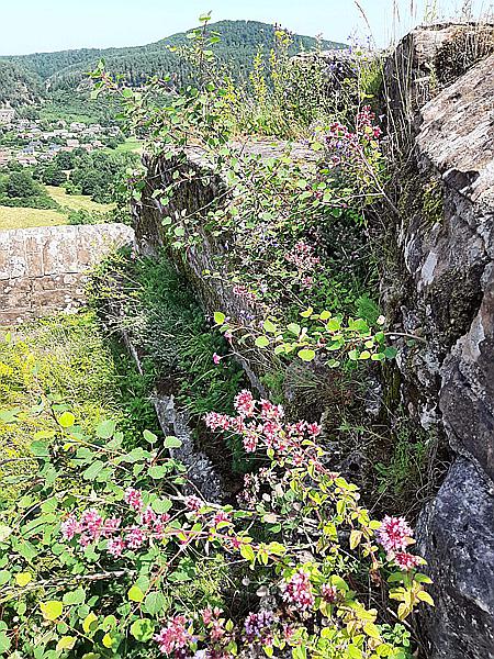 Foto:: Altdahner Burgengruppe / Dahn / 21.07.2021 (Foto,Fotos,Bilder,Bild,)