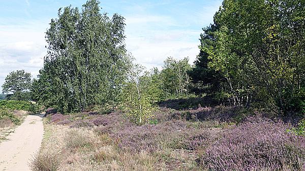 Foto:: Flugplatz / Saarmund / 16.08.2021 (Foto,Fotos,Bilder,Bild,)