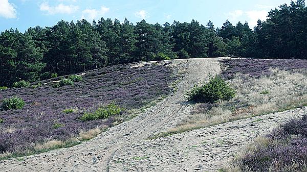 Foto:: Flugplatz / Saarmund / 16.08.2021 (Foto,Fotos,Bilder,Bild,)
