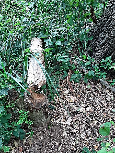 Foto:: Wanderung / Berlin / 17.08.2021 (Foto,Fotos,Bilder,Bild,)