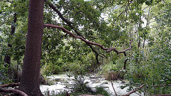 Foto:: Wanderung / Berlin / 17.08.2021 (Foto,Fotos,Bilder,Bild,)