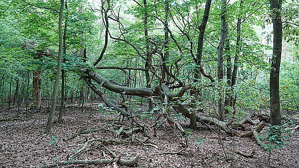 Foto:: Wanderung / Berlin / 17.08.2021 (Foto,Fotos,Bilder,Bild,)