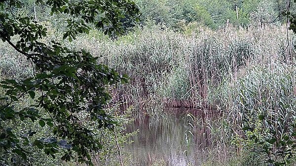 Foto:: Wanderung / Berlin / 18.08.2021 (Foto,Fotos,Bilder,Bild,)