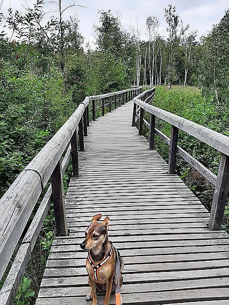 Foto:: Wanderung / Berlin / 18.08.2021 (Foto,Fotos,Bilder,Bild,)