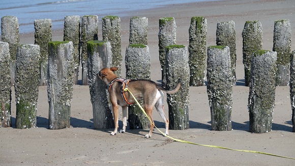 Foto:: 06.05.2022 Ausflug an die Nordsee / Trip to the North Sea (Foto,Fotos,Bilder,Bild,)