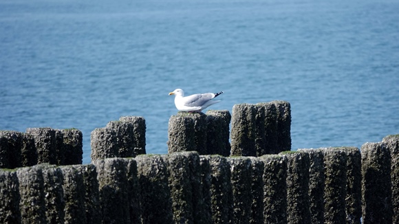 Foto:: 06.05.2022 Ausflug an die Nordsee / Trip to the North Sea (Foto,Fotos,Bilder,Bild,)