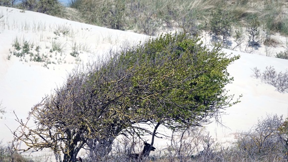 Foto:: 06.05.2022 Ausflug an die Nordsee / Trip to the North Sea (Foto,Fotos,Bilder,Bild,)