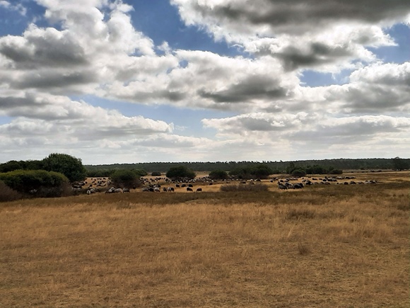 Foto:: August 2022: Ausflug in die Lueneburger Heide / Trip to Lueneburg Heath (Foto,Fotos,Bilder,Bild,)