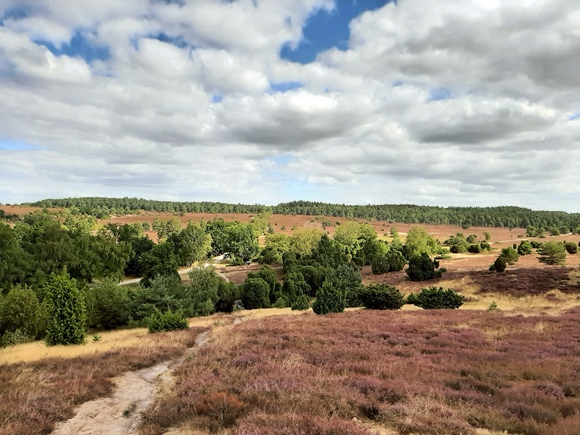 Foto:: August 2022: Ausflug in die Lueneburger Heide / Trip to Lueneburg Heath (Foto,Fotos,Bilder,Bild,)